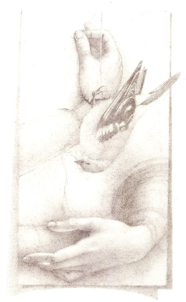 Goldfinch (After da Vinci), pencil by Susan Drucker