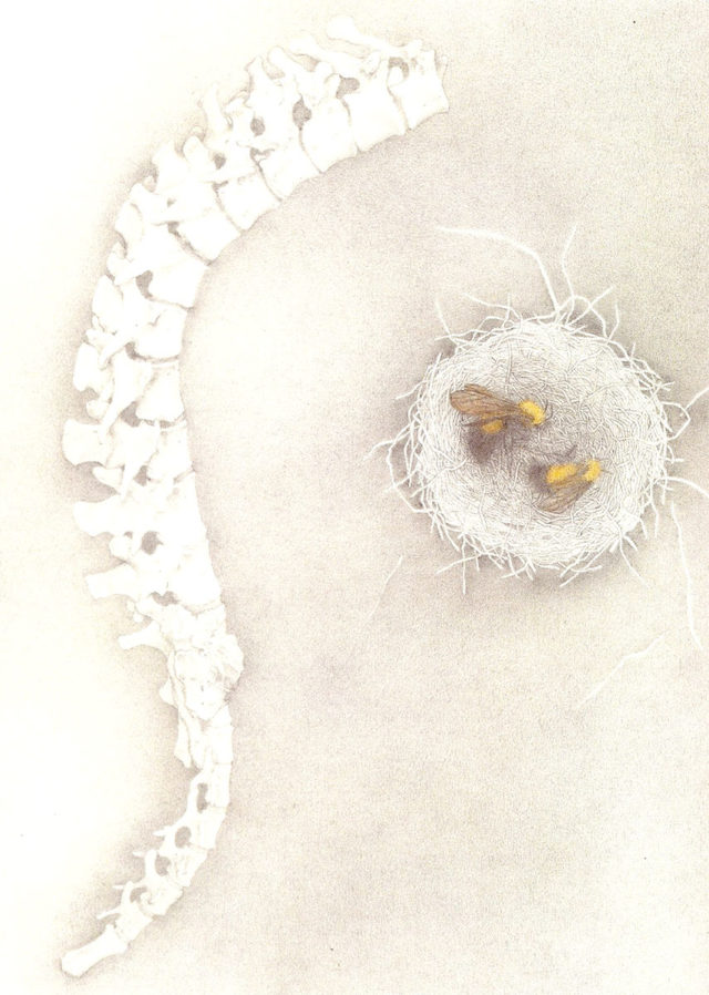 Bees Nest, pencil and watercolor by Susan Drucker