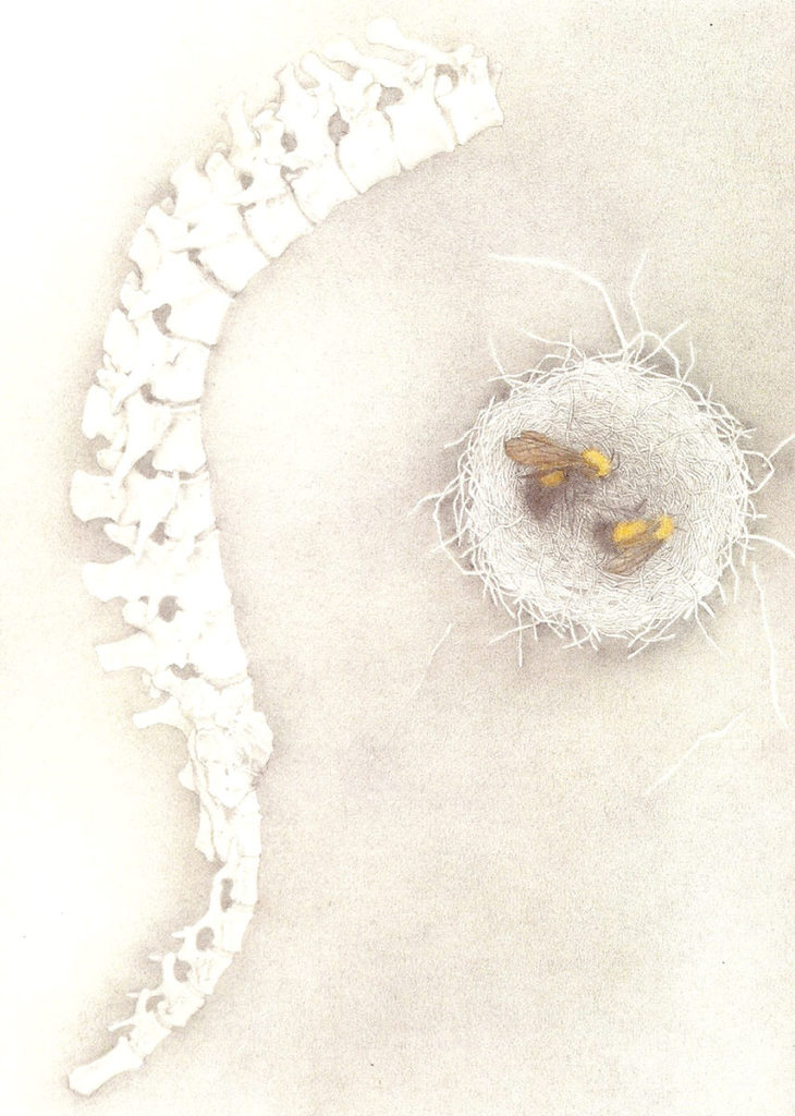 Bees Nest, pencil and watercolor by Susan Drucker