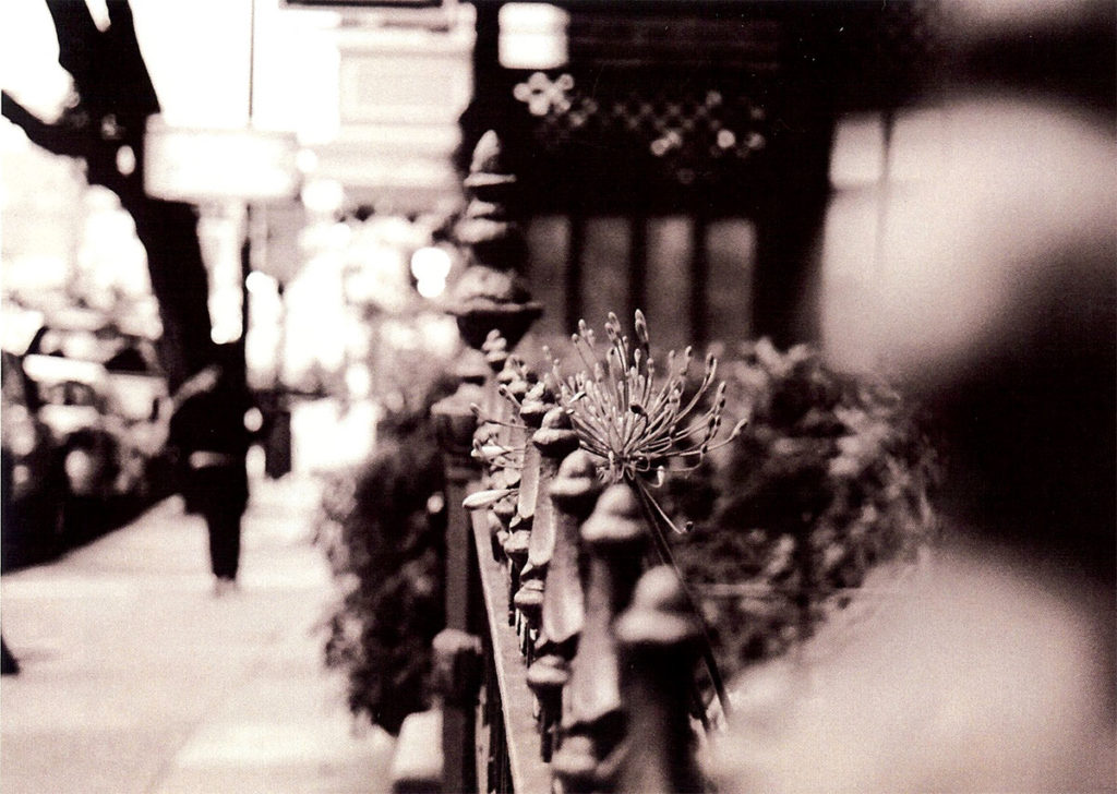 SF Iron Fence, photograph by Gabriel Faulkner-Macklin