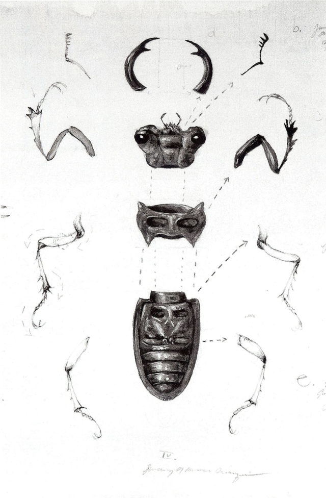 Genomes and Daily Observations (stag beetle), detail, by Suzanne Stryk