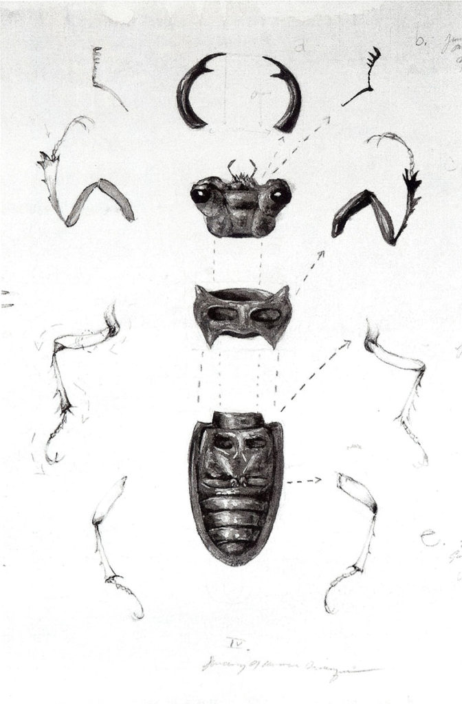 Genomes and Daily Observations (stag beetle), detail, by Suzanne Stryk