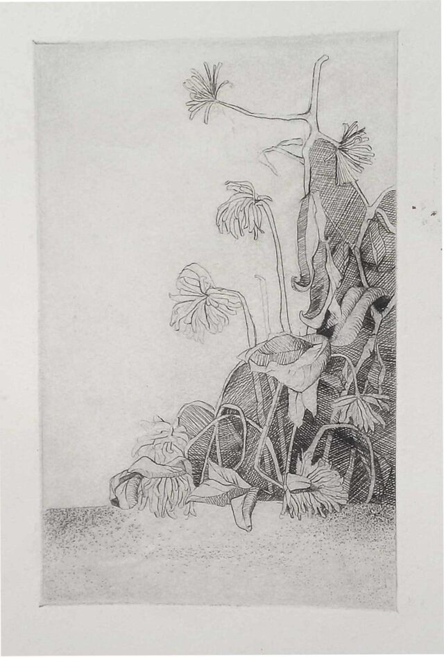 Less is More Green Vision by Ann Bliss Pilcher, pencil on paper