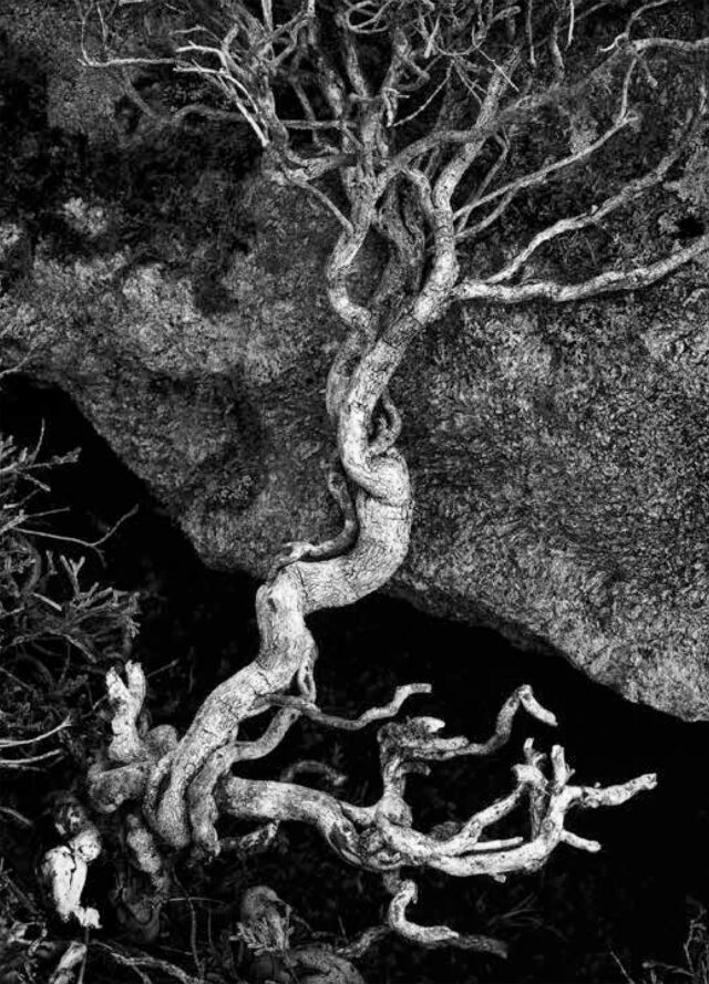 Denizens 10 by Alexandra de Steiguer